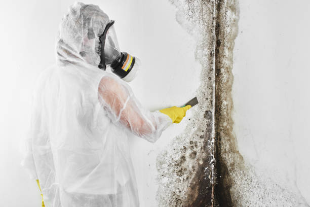 Best Crawl Space Mold Remediation in Mount Hermon, VA