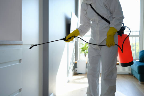 Best Post-Flood Mold Remediation in Mount Hermon, VA