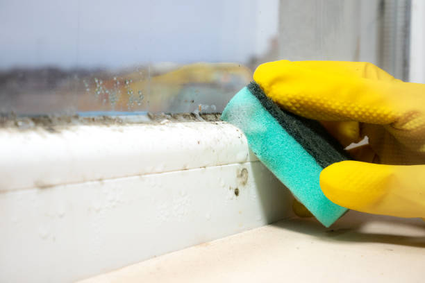 Best Basement Mold Remediation in Mount Hermon, VA