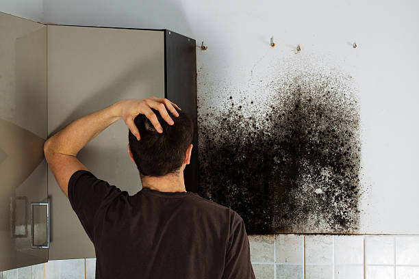 Best Attic Mold Remediation in Mount Hermon, VA