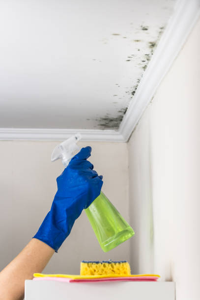 Best Commercial Mold Remediation in Mount Hermon, VA
