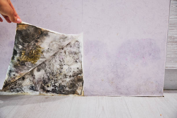Best Industrial Mold Remediation in Mount Hermon, VA